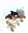 Краснобрюхая горихвостка фото (Phoenicurus erythrogaster) - изображение №2616 onbird.ru.<br>Источник: www.oiseaux.net